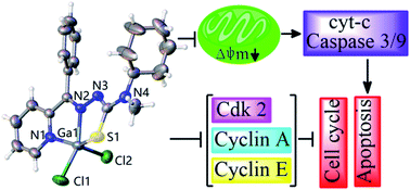 Graphical abstract: Synthesis, crystal structure and antiproliferative mechanisms of gallium(iii) complexes with benzoylpyridine thiosemicarbazones