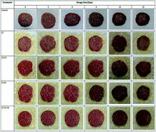 Graphical abstract: A chitosan-based edible film with clove essential oil and nisin for improving the quality and shelf life of pork patties in cold storage