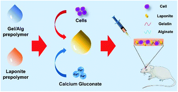Graphical abstract: Cell-loaded injectable gelatin/alginate/LAPONITE® nanocomposite hydrogel promotes bone healing in a critical-size rat calvarial defect model