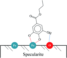 Graphical abstract: Flotation separation of specularite from chlorite using propyl gallate as a collector