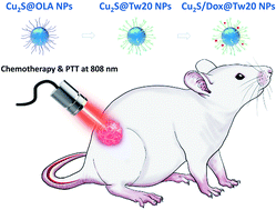 Graphical abstract: Doxorubicin-loaded Cu2S/Tween-20 nanocomposites for light-triggered tumor photothermal therapy and chemotherapy
