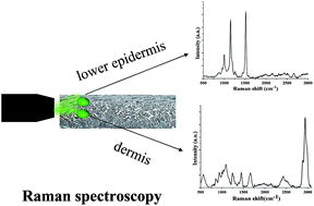Graphical abstract: Raman spectroscopic detection of carotenoids in cattle skin