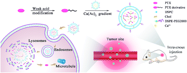 Graphical abstract: Simple weak-acid derivatives of paclitaxel for remote loading into liposomes and improved therapeutic effects