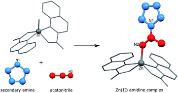 Graphical abstract: From cyclic amines and acetonitrile to amidine zinc(ii) complexes