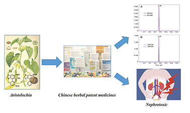 Graphical abstract: QuEChERS pretreatment combined with high-performance liquid chromatography-tandem mass spectrometry for determination of aristolochic acids I and II in Chinese herbal patent medicines