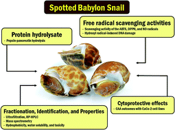 Graphical abstract: The antioxidant potential of peptides obtained from the spotted babylon snail (Babylonia areolata) in treating human colon adenocarcinoma (Caco-2) cells