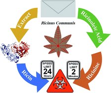 Graphical abstract: A proof-of-concept, two-tiered approach for ricin detection using ambient mass spectrometry