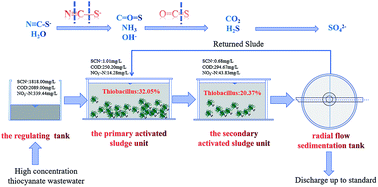 Graphical abstract: Degradation pathway and microbial mechanism of high-concentration thiocyanate in gold mine tailings wastewater