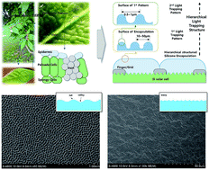 Graphical abstract: Omni-directional light capture in PERC solar cells enhanced by stamping hierarchical structured silicone encapsulation that mimics leaf epidermis