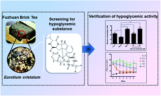 Graphical abstract: Purification, characterization, and hypoglycemic properties of eurocristatine from Eurotium cristatum spores in Fuzhuan brick tea