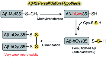 Graphical abstract: Synthetic and biochemical studies on the effect of persulfidation on disulfide dimer models of amyloid β42 at position 35 in Alzheimer's etiology