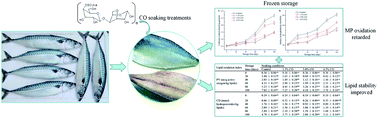 Graphical abstract: Kappa-carrageenan oligosaccharides retard the progression of protein and lipid oxidation in mackerel (Scomber japonicus) fillets during frozen storage