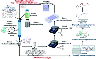 Graphical abstract: The selection of highly specific and selective aptamers using modified SELEX and their use in process analytical techniques for Lucentis bioproduction
