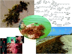 Graphical abstract: Pharmacological and natural products diversity of the brown algae genus Sargassum