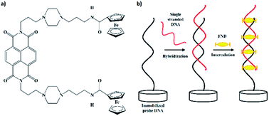 Graphical abstract: Electrochemical sensory detection of Sus scrofa mtDNA for food adulteration using hybrid ferrocenylnaphthalene diimide intercalator as a hybridization indicator