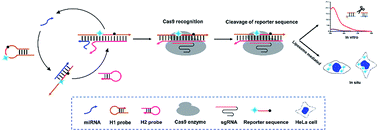 Graphical abstract: A sensitive and specific method for microRNA detection and in situ imaging based on a CRISPR–Cas9 modified catalytic hairpin assembly