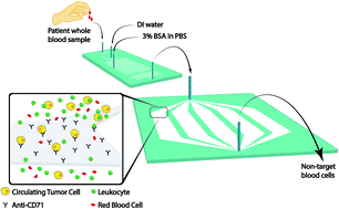 Graphical abstract: Tandem microfluidic chip isolation of prostate and breast cancer cells from simulated liquid biopsies using CD71 as an affinity ligand
