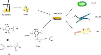 Graphical abstract: Preparation, characterization and evaluation of a new film based on chitosan, arginine and gold nanoparticle derivatives for wound-healing efficacy