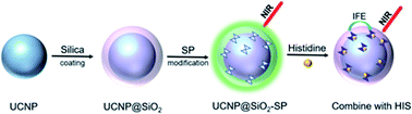 Graphical abstract: Spiropyran-modified upconversion nanocomposite as a fluorescent sensor for diagnosis of histidinemia