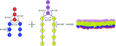 Graphical abstract: Predicting asymmetric phospholipid microstructures in solutions