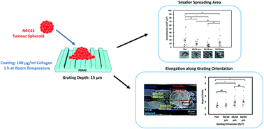 Graphical abstract: Microenvironmental topographic cues influence migration dynamics of nasopharyngeal carcinoma cells from tumour spheroids