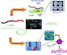 Graphical abstract: Synthesis of bioactive polyaniline-b-polyacrylic acid copolymer nanofibrils as an effective antibacterial and anticancer agent in cancer therapy, especially for HT29 treatment