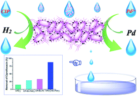 Graphical abstract: Enhanced reductive removal of ciprofloxacin in pharmaceutical wastewater using biogenic palladium nanoparticles by bubbling H2