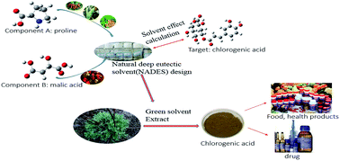 Graphical abstract: A quick selection of natural deep eutectic solvents for the extraction of chlorogenic acid from herba artemisiae scopariae