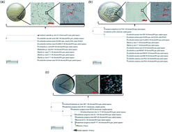 Graphical abstract: Exploring the styrene metabolism by aerobic bacterial isolates for the effective management of leachates in an aqueous system