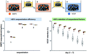 Graphical abstract: Sequential sequestrations increase the incorporation and retention of multiple growth factors in mineralized collagen scaffolds