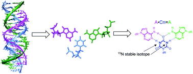 Graphical abstract: Parallel motif triplex formation via a new, bi-directional hydrogen bonding pattern incorporating a synthetic cyanuryl nucleoside into the sense chain