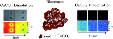 Graphical abstract: Microbial-induced calcium carbonate precipitation: an experimental toolbox for in situ and real time investigation of micro-scale pH evolution