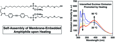 Graphical abstract: Thermo-driven self-assembly of a PEG-containing amphiphile in a bilayer membrane