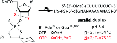 Graphical abstract: LNA units present in [RP-PS]-(DNA#LNA) chimeras enhance the thermal stability of parallel duplexes and triplexes formed with (2′-OMe)-RNA strands