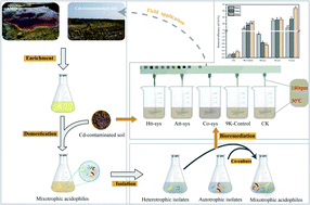 Graphical abstract: Bioremediation of cadmium-contaminated paddy soil using an autotrophic and heterotrophic mixture