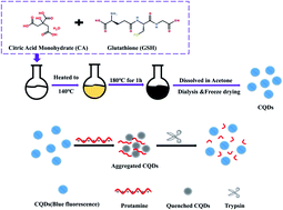 Graphical abstract: A simple fluorescence assay for trypsin through a protamine-induced carbon quantum dot-quenching aggregation platform