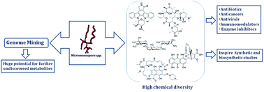 Graphical abstract: The genus Micromonospora as a model microorganism for bioactive natural product discovery