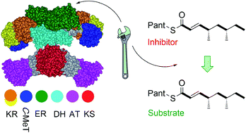 Graphical abstract: Reengineering the programming of a functional domain of an iterative highly reducing polyketide synthase