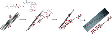 Graphical abstract: Polymer wrapping-induced dispersion of single walled carbon nanotubes in ethylene glycol under mild sonication