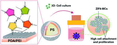 Graphical abstract: Mussel inspired ZIF8 microcarriers: a new approach for large-scale production of stem cells