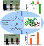 Graphical abstract: A new dendrimer series: synthesis, free radical scavenging and protein binding studies