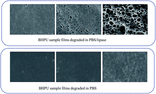 Graphical abstract: Synthetic scheme to improve the solid content of biodegradable waterborne polyurethane by changing the association relationships of hydrophilic fragments