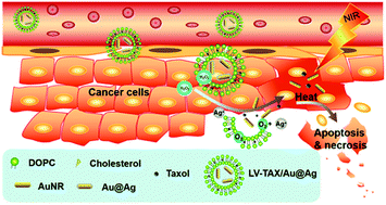 Graphical abstract: A tumor-microenvironment-responsive nanomaterial for cancer chemo-photothermal therapy
