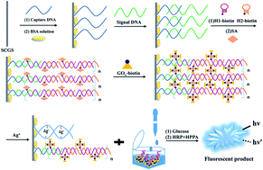 Graphical abstract: A sensitive fluorometric sensor for Ag+ based on the hybridization chain reaction coupled with a glucose oxidase dual-signal amplification strategy