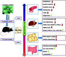 Graphical abstract: Protective effects of selenium-enriched peptides from Cardamine violifolia against high-fat diet induced obesity and its associated metabolic disorders in mice