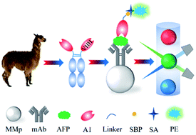 Graphical abstract: Development of a nanobody tagged with streptavidin-binding peptide and its application in a Luminex fluoroimmunoassay for alpha fetal protein in serum