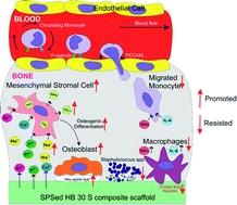 Graphical abstract: In vitro evaluation of novel low-pressure spark plasma sintered HA–BG composite scaffolds for bone tissue engineering