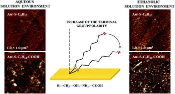 Graphical abstract: Ethanol vs. water: influence of the terminal functional group of the alkyl chain and environment of the self-assembly process on electron transport through the thiol layer