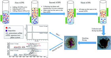 Graphical abstract: Extraction and purification of ε-poly-l-lysine from fermentation broth using an ethanol/ammonium sulfate aqueous two-phase system combined with ultrafiltration