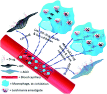 Graphical abstract: Sensible graphene oxide differentiates macrophages and Leishmania: a bio-nano interplay in attenuating intracellular parasite